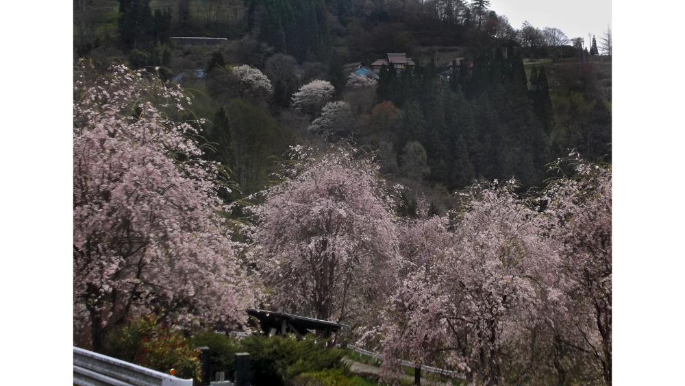 4月土口の桜（土口）中沢 史年