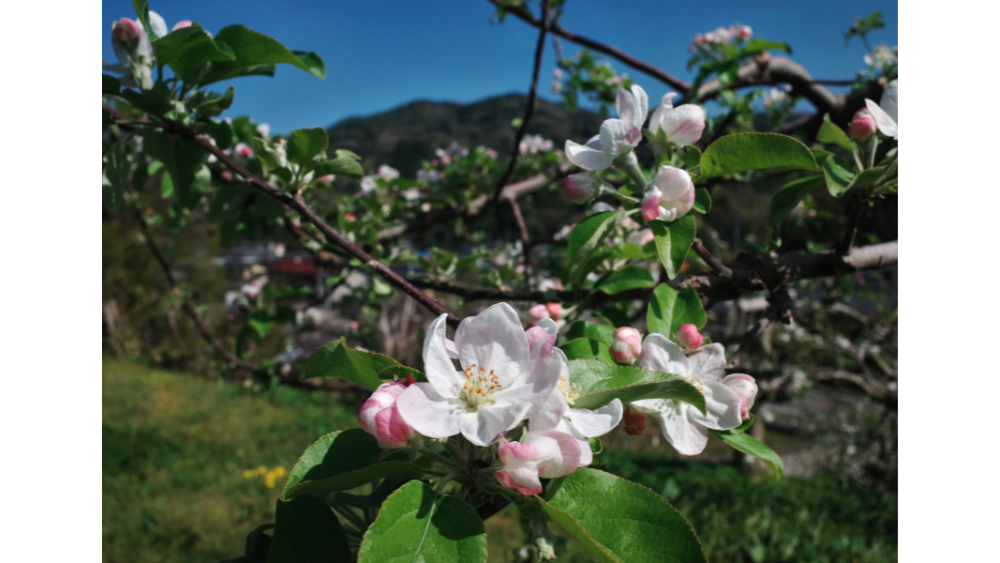 5月リンゴの花咲く頃（里穂刈）春山 安二