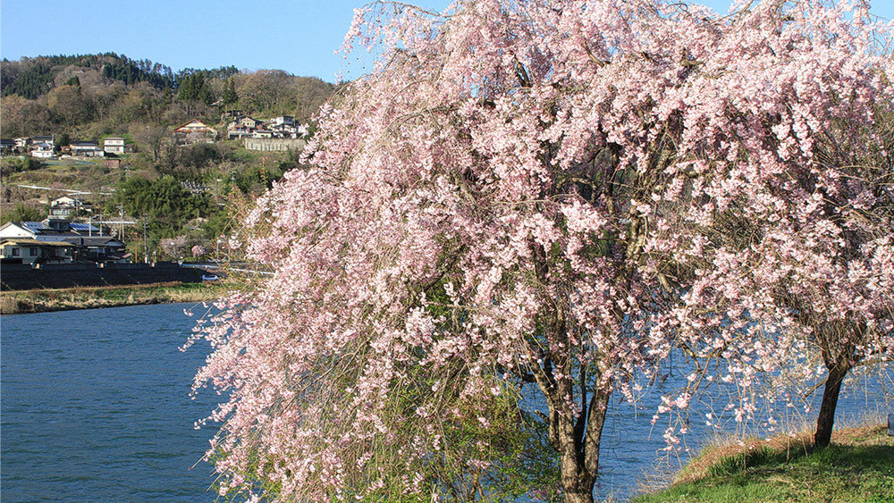 ４月　湖畔の桜（竹房）　竹下義章