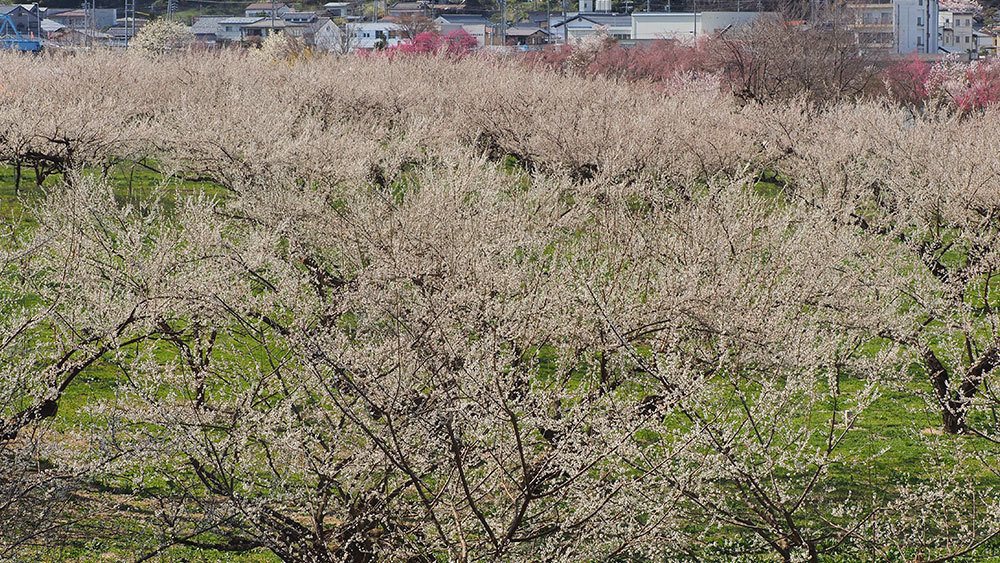 3月　竹房梅園　塚田公保