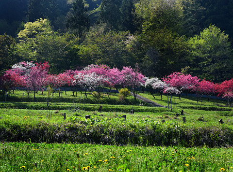 4月花桃の帯（日原西）