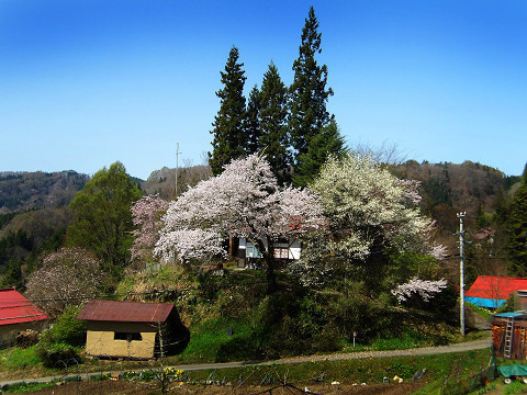 ５月桜満開（細尾）