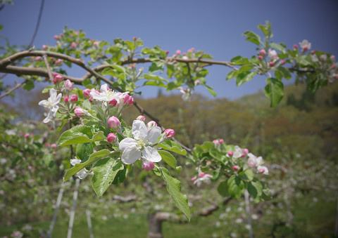 ６月リンゴの花咲く頃（里穂刈）