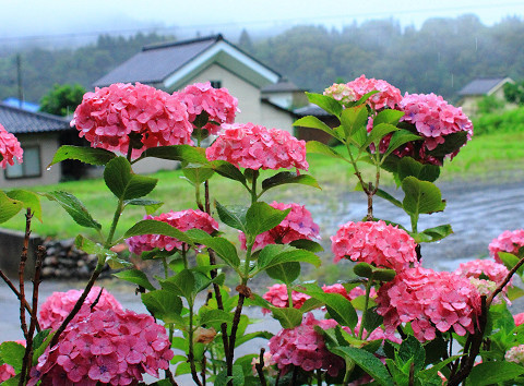 ７月雨に濡れる赤い紫陽花（里穂刈）
